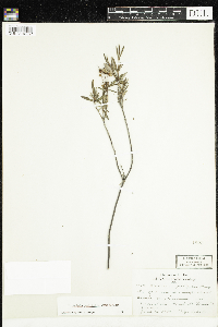 Kalmia polifolia image