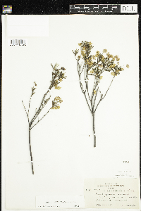 Kalmia polifolia image