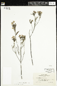 Kalmia polifolia image