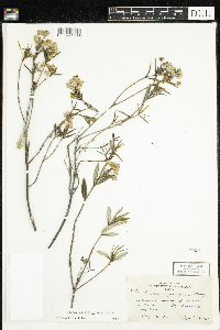 Kalmia polifolia image