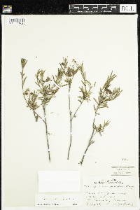 Kalmia polifolia image