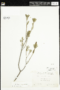 Kalmia polifolia image