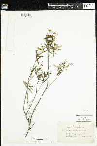 Kalmia polifolia image