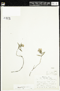 Kalmia polifolia image