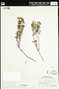 Kalmia polifolia image