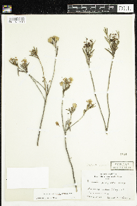 Kalmia polifolia image