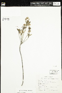 Kalmia polifolia image