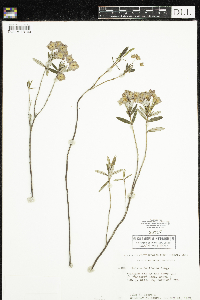 Kalmia polifolia image