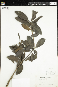 Kalmia latifolia image