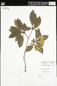 Kalmia latifolia image