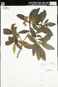 Kalmia latifolia image