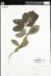 Kalmia latifolia image