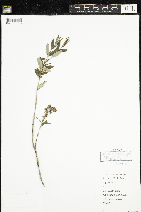 Kalmia polifolia image