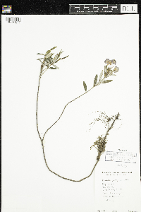 Kalmia polifolia image