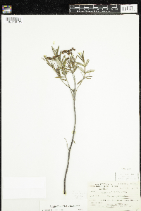 Kalmia polifolia image