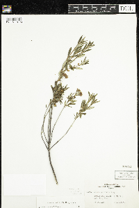 Kalmia polifolia image