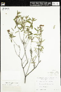 Kalmia polifolia image