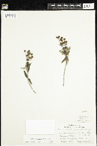 Kalmia polifolia image