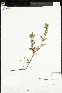 Kalmia polifolia image