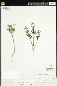 Kalmia polifolia image