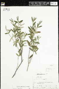 Kalmia polifolia image