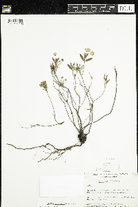 Kalmia polifolia image