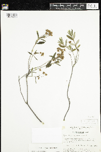 Kalmia polifolia image