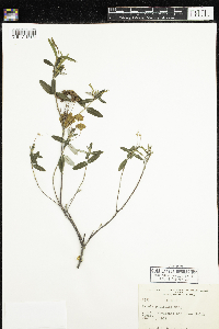 Kalmia polifolia image