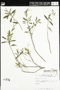 Kalmia polifolia image