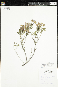 Kalmia polifolia image