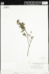 Kalmia polifolia image