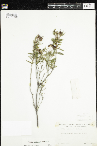 Kalmia polifolia image