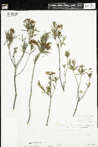 Kalmia polifolia image