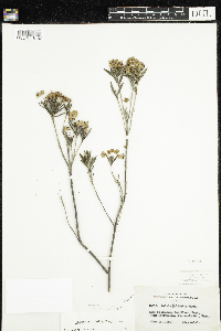 Kalmia polifolia image