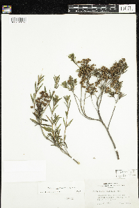 Kalmia polifolia image