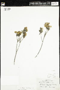 Kalmia polifolia image