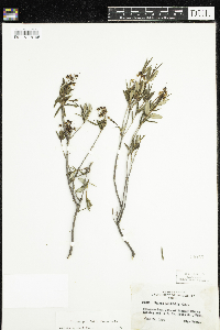 Kalmia polifolia image