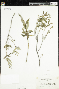 Kalmia polifolia image