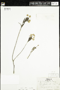 Kalmia polifolia image