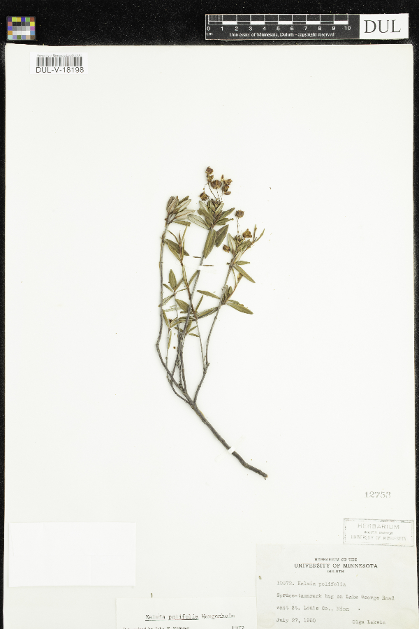 Kalmia polifolia image