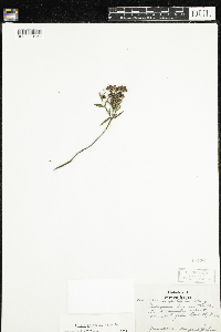 Kalmia polifolia image