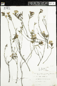 Kalmia polifolia image