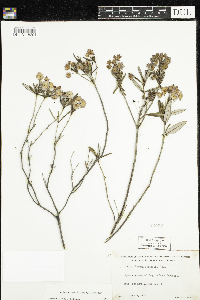 Kalmia polifolia image