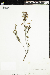 Kalmia polifolia image