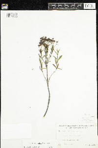 Kalmia polifolia image