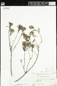 Kalmia polifolia image