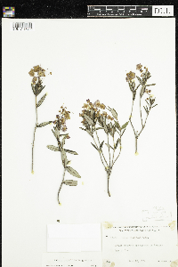 Kalmia polifolia image