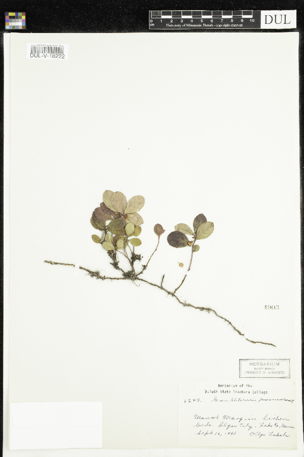 Gaultheria image