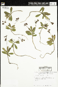 Chimaphila umbellata image