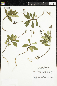 Chimaphila umbellata image